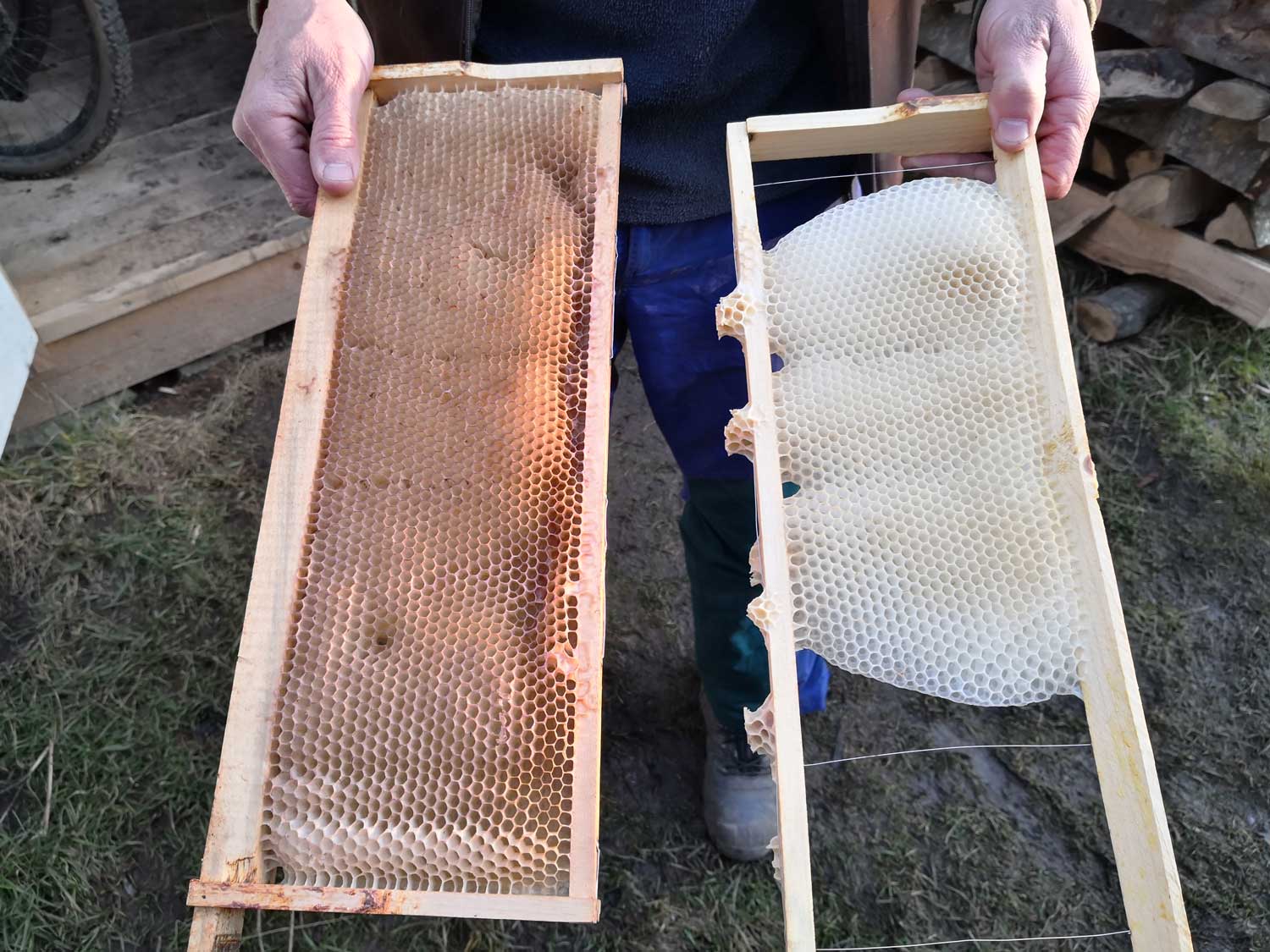 Le cadre de droite est composé de cellules en cire formées par les abeilles elles-mêmes. À gauche il s’agit de cire achetée que Denis ne veut plus mettre dans ses ruches. C’est plus écologique (la cire achetée concentre de nombreux polluants) et cela laisse plus de liberté à l’abeille © Globe Reporters