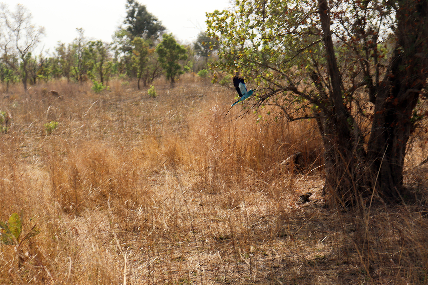 Tatiana capte en plein vol l’oiseau préféré de notre guide, le rollier, dit aussi l’oiseau bleu de l’Abyssine. 