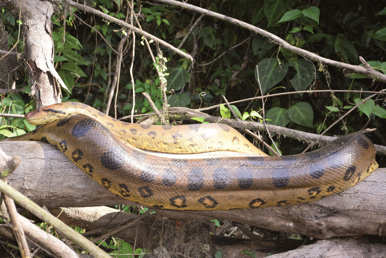 Un anaconda - crédit Gilles Kleitz pour le Parc amazonien de Guyane