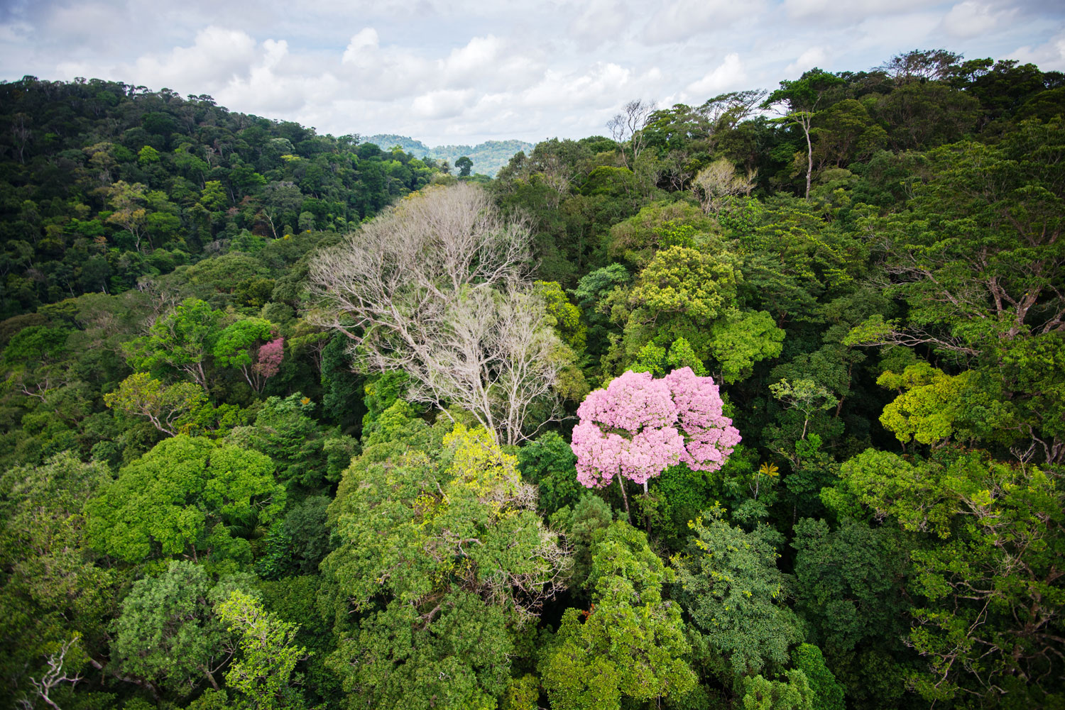 Arbre en fleur - crédit Gilles Kleitz pour le Parc amazonien de Guyane