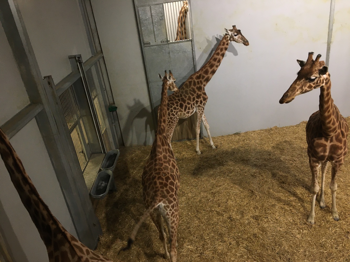 Les girafes du parc zoologique à l’abris de la pluie  © Globe Reporters