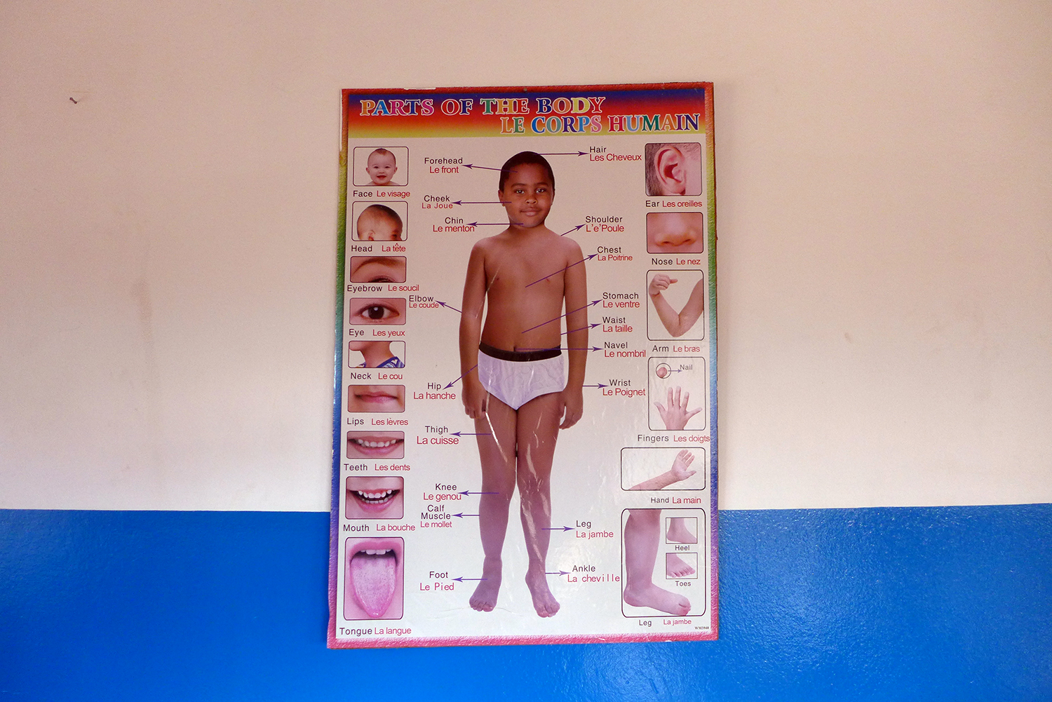 Affiche d’anatomie sur le mur d’une salle de classe