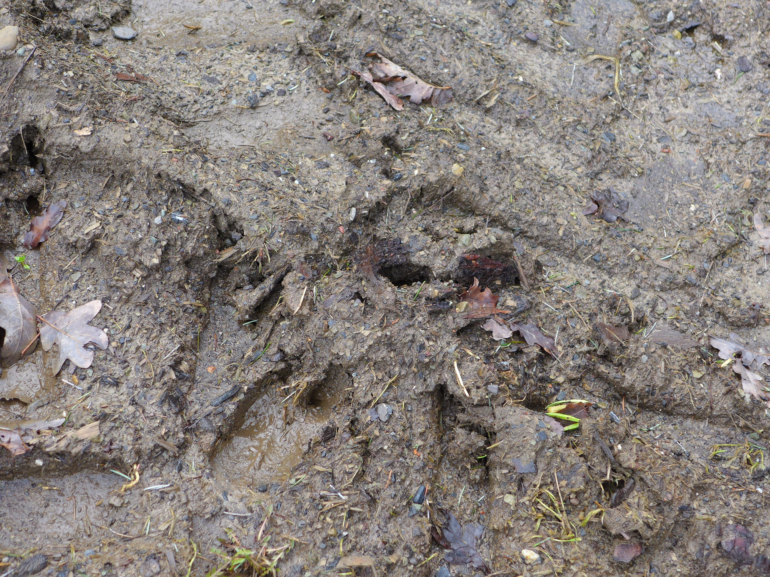 Dans la boue, les traces confirment la présence de biches dans la région © Globe Reporters