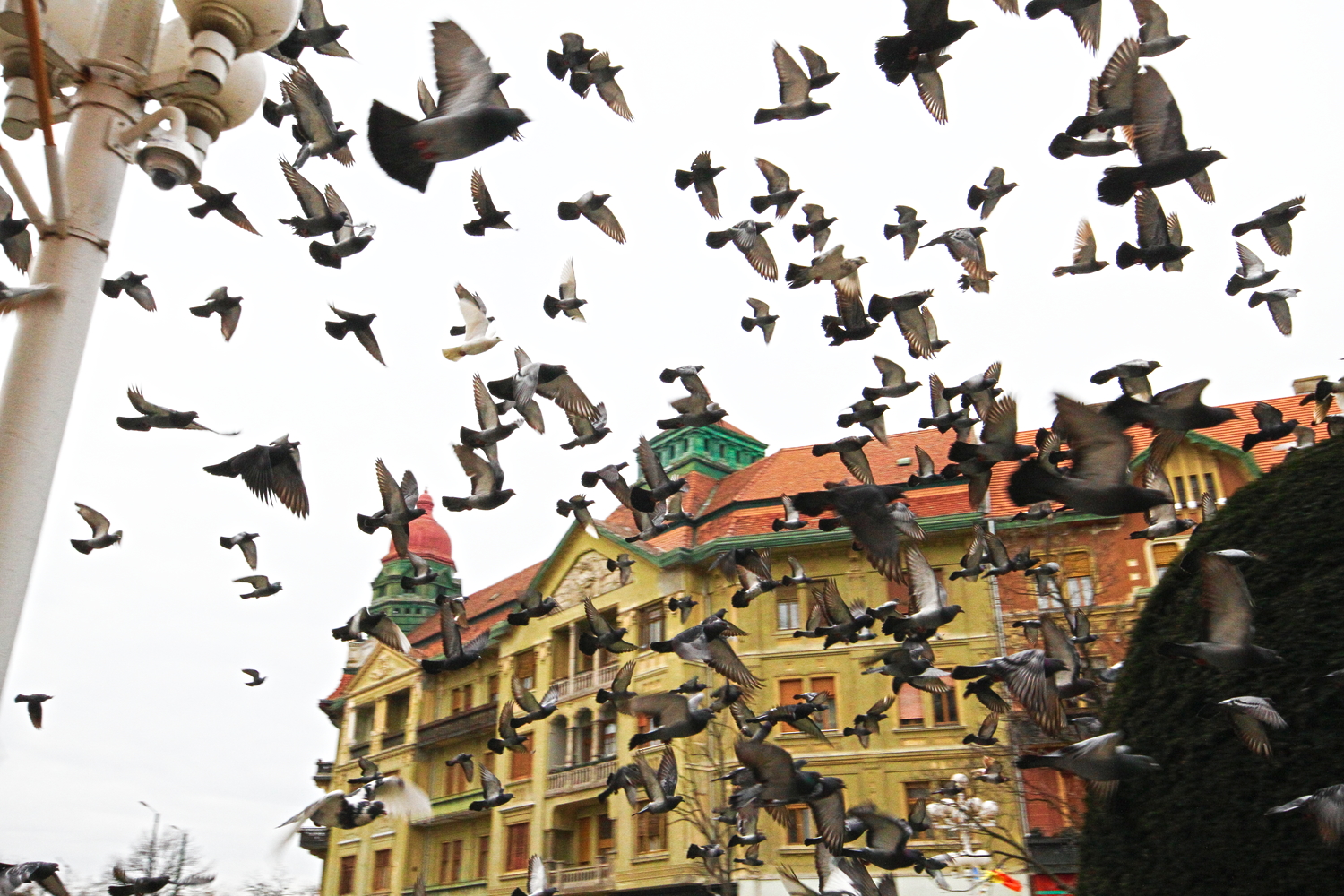 La place de la Victoire est rempli de pigeons qui volent dans tous les sens © Globe Reporters