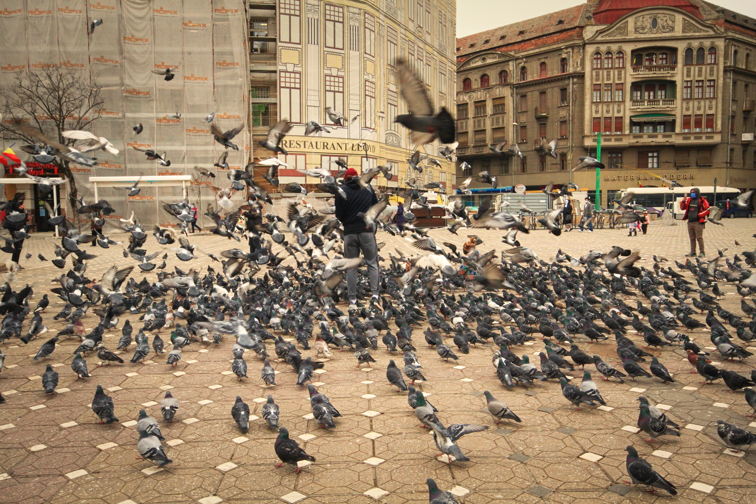 Un passant encerclé par les pigeons, place de la Victoire © Globe Reporters