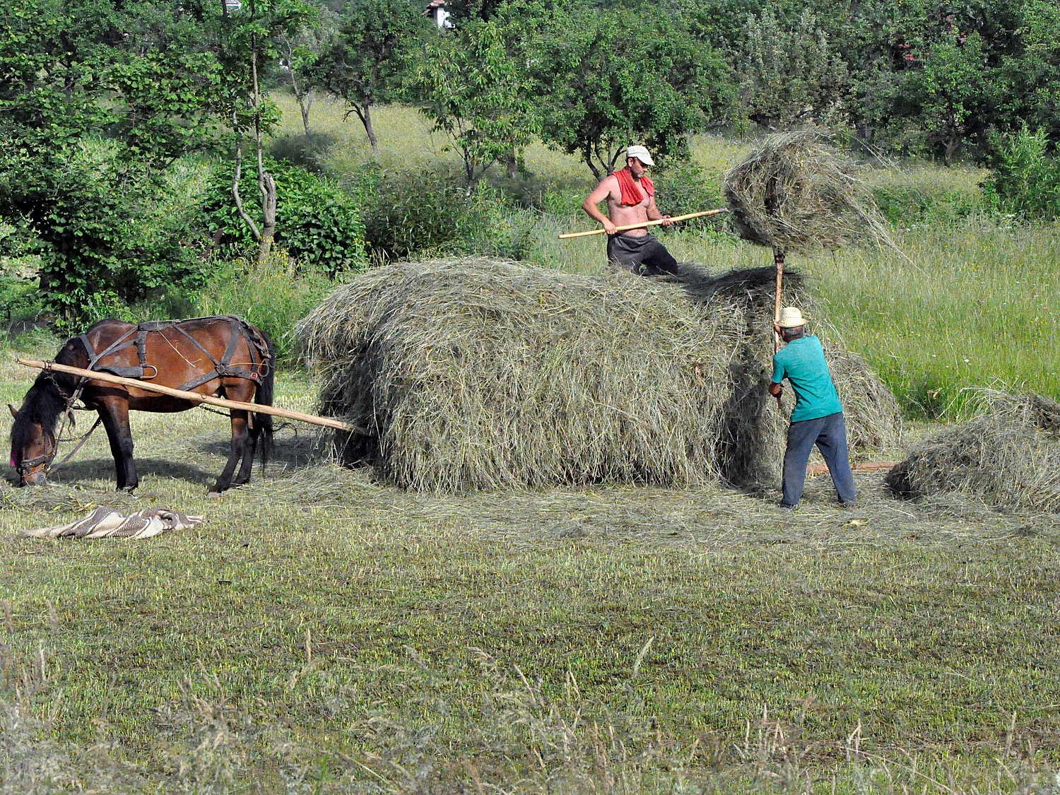 Des paysans en train de charger une charrette de foin, tirée par un cheval. crédits Anamaria Luga
