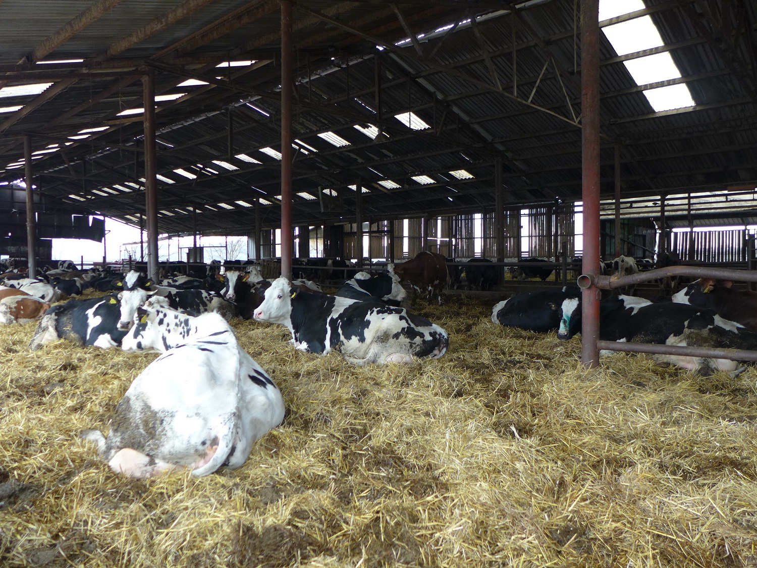 La plupart des vaches sont des prim’Holstein. Elles restent à l’étable toute l’année, sur la paille, car Daniel n’a pas de champ proche pour les faire pâturer.
