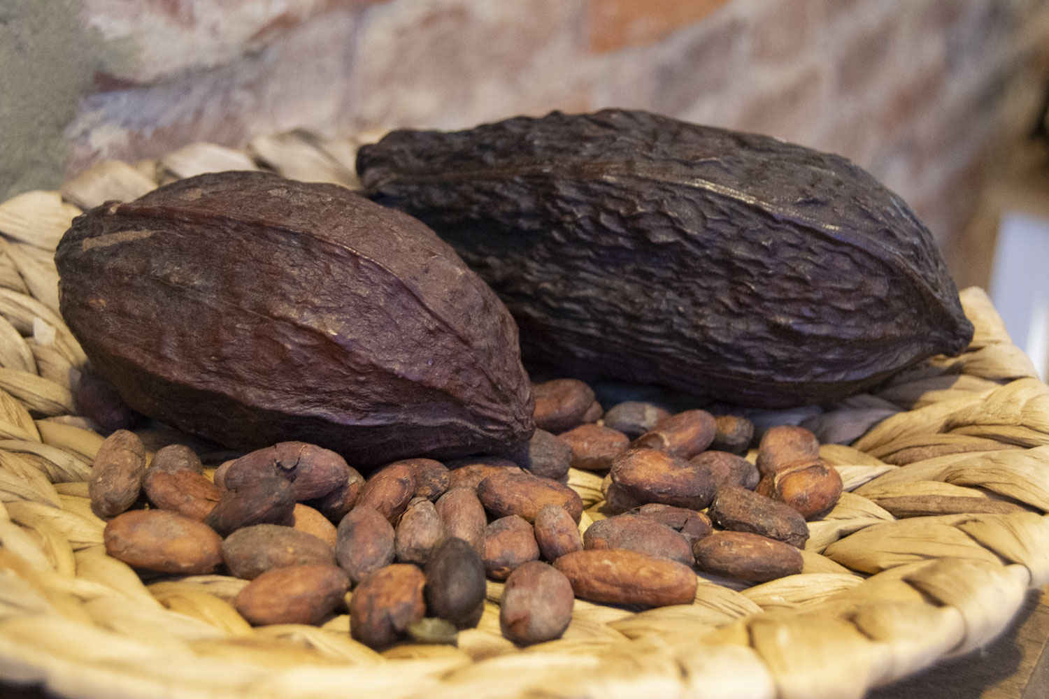 Deux cabosses et des fèves de cacao en exposition dans la boutique © Globe Reporters