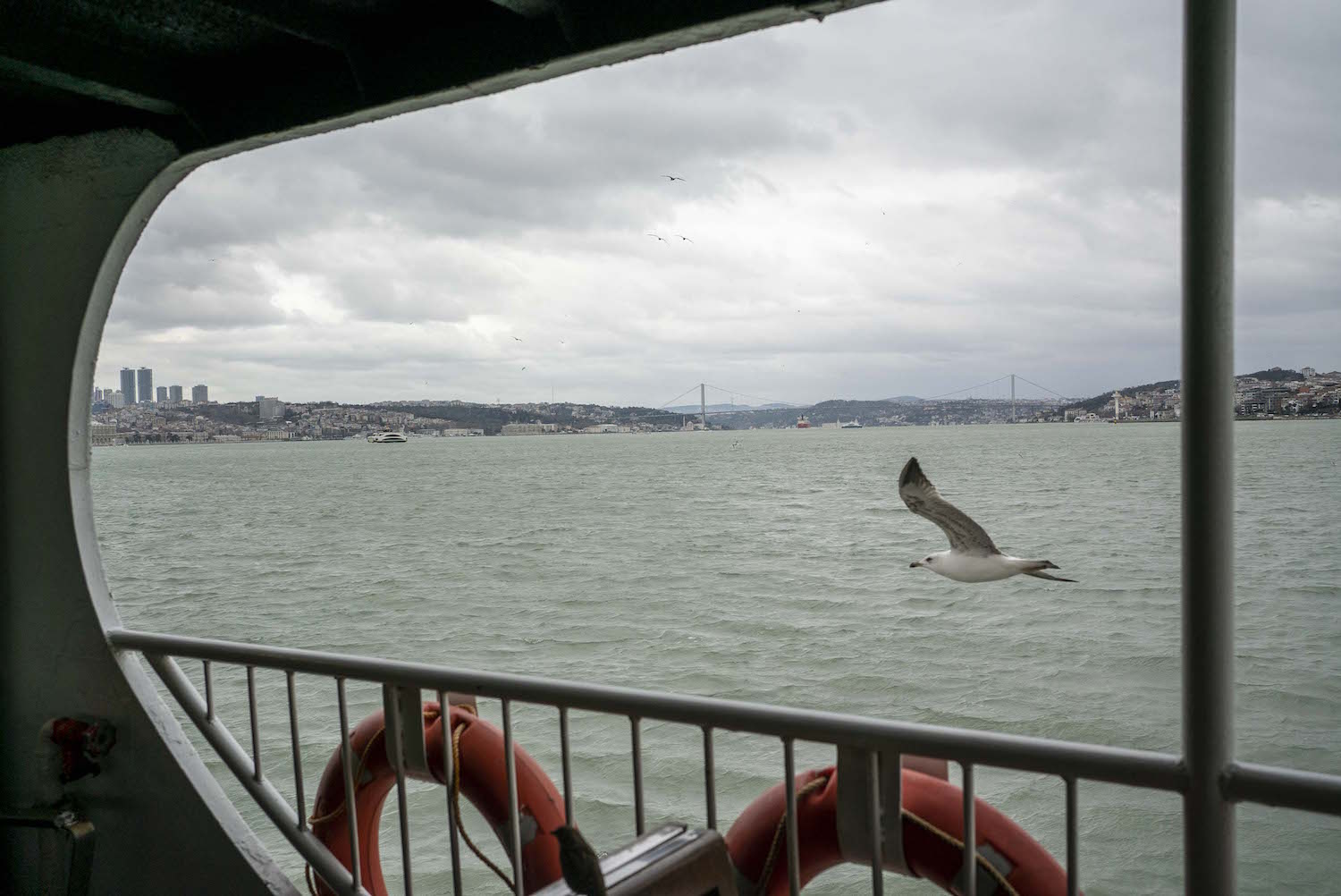 Eux n’ont pas l’air d’avoir froid. Les goélands suivent toujours les bateaux, en espérant que des passagers leurs jettent des bouts de pain !  © Globe Reporters