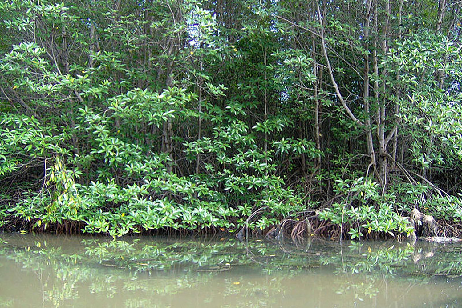 La mangrove de Can Gio, près d’Ho Chi Minh, est reconnue pour être la plus grande réserve de mollusques au monde. 