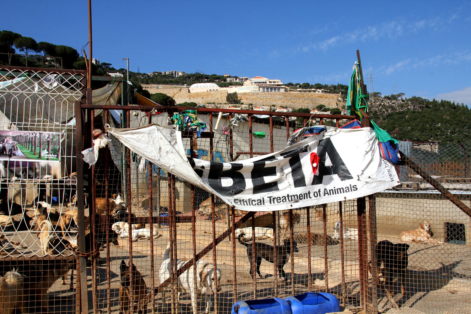 Quand BETA a ouvert le refuge, la zone était boisée. Aujourd’hui, les riches Libanais abattent les arbres, construisent leurs maisons et veulent chasser le refuge.
