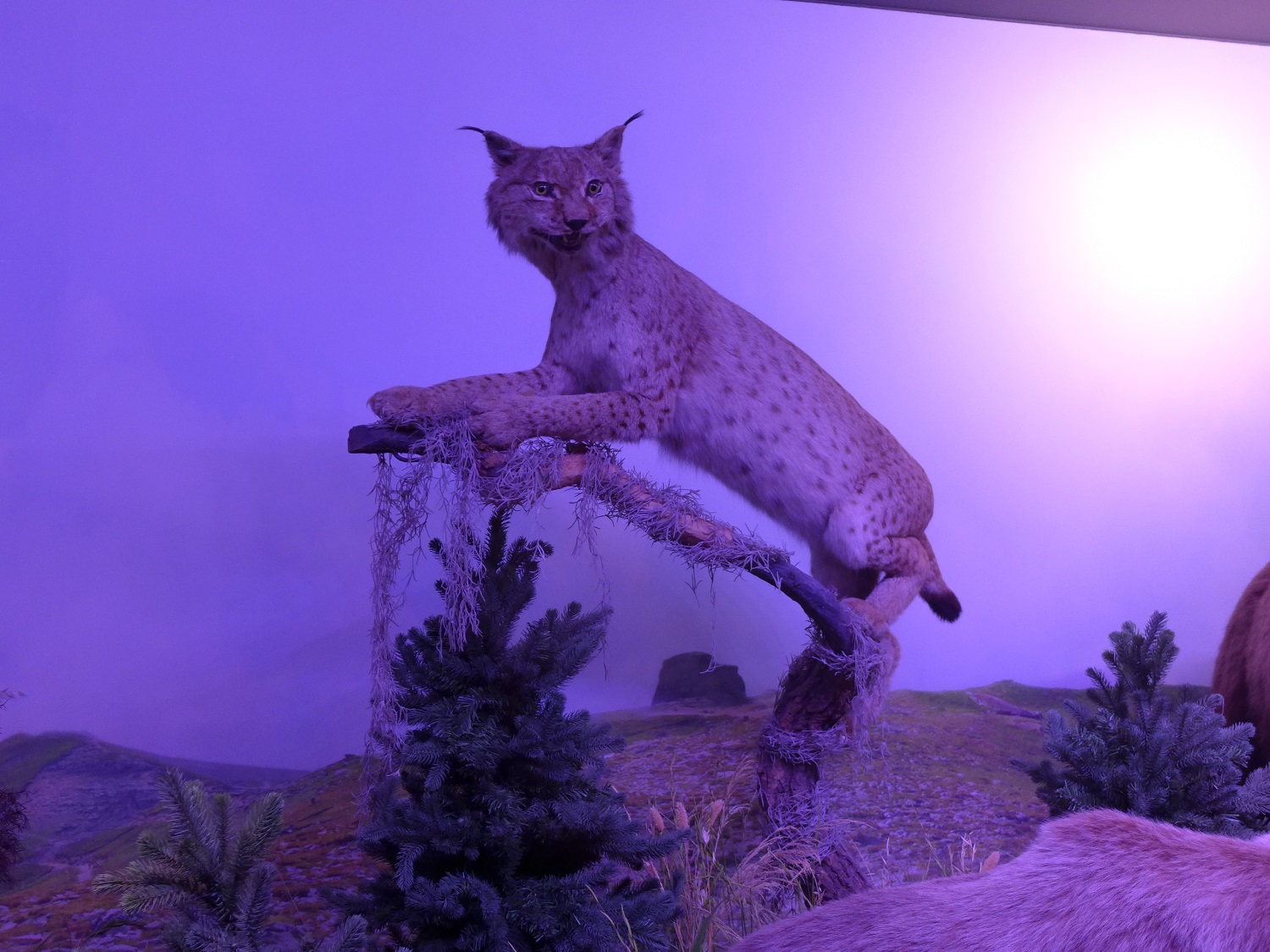 Le lynx est « encore plus craintif », selon Alexandru Iftime.