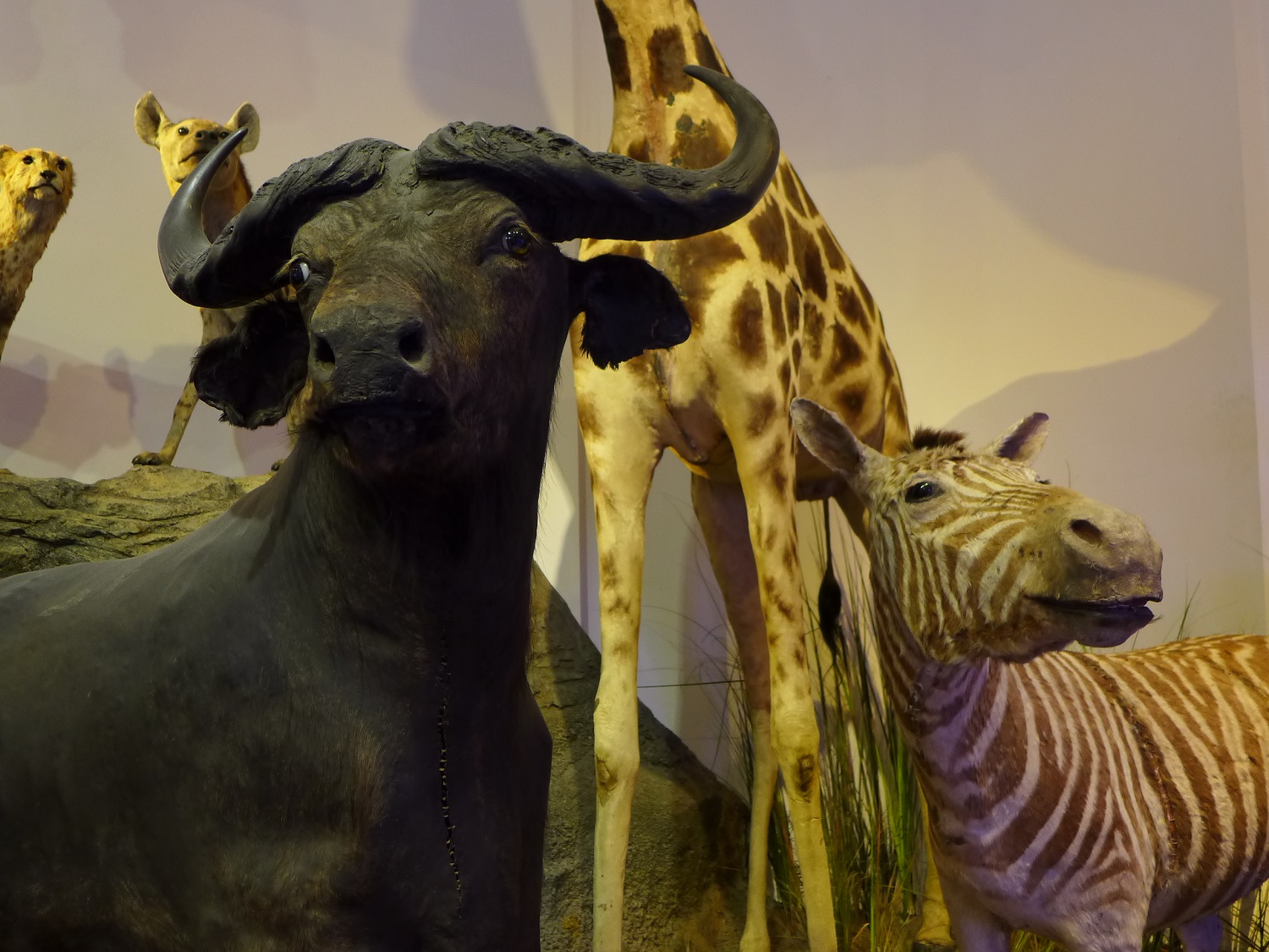 Le muséum a aussi une section sur la faune du monde, avec des animaux de tous les continents. Ici, la savane africaine.