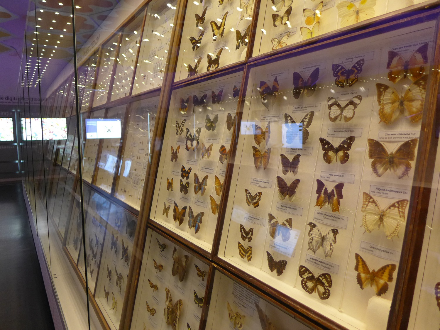 A l’étage, toute une collection d’insectes du monde entier, notamment des papillons.