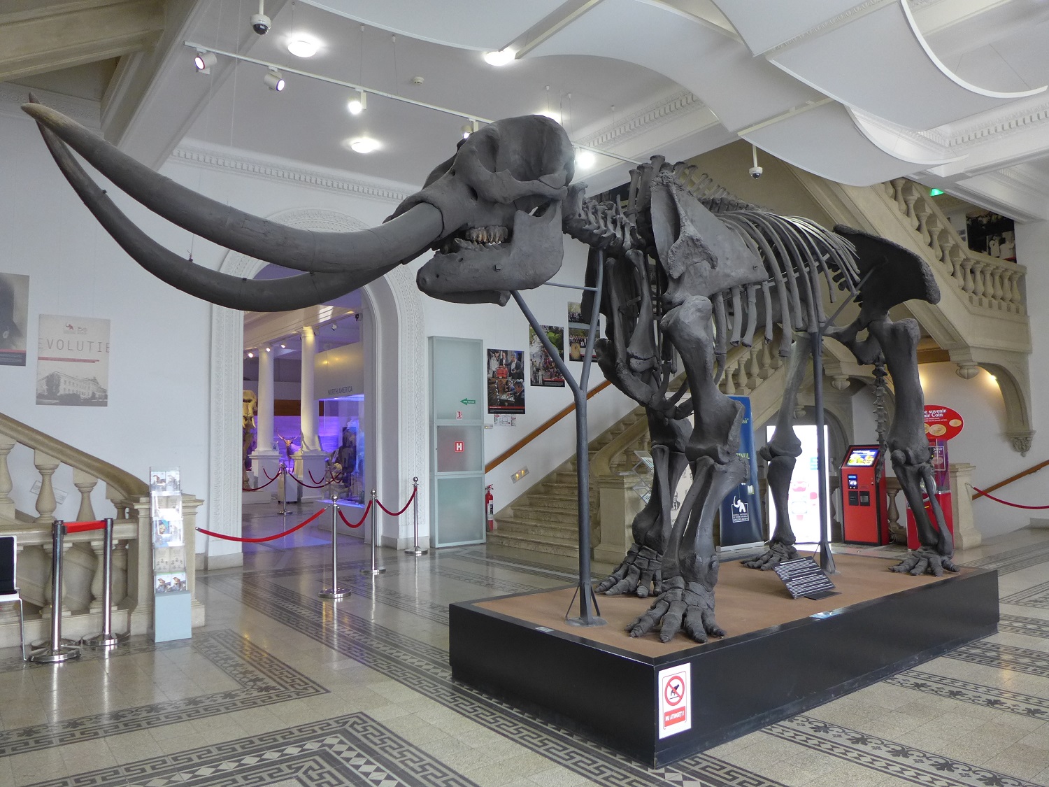 Dans le hall d’entrée, un squelette de mastodonte américain accueille les visiteurs. Cet animal a disparu il y a 6 ou 7000 ans.
