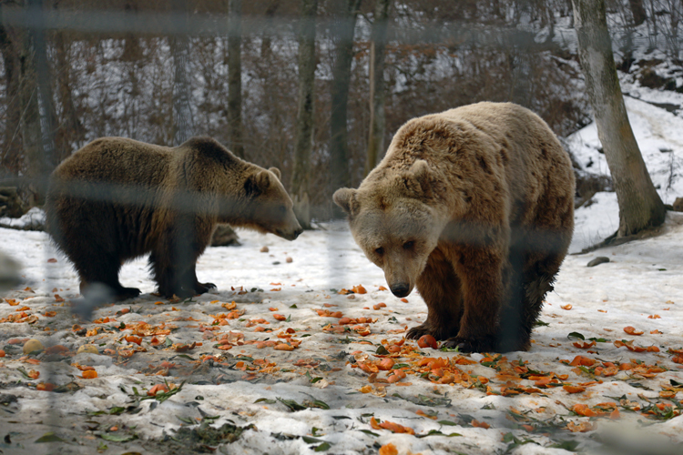 Les ours mangent surtout des fruits et des légumes