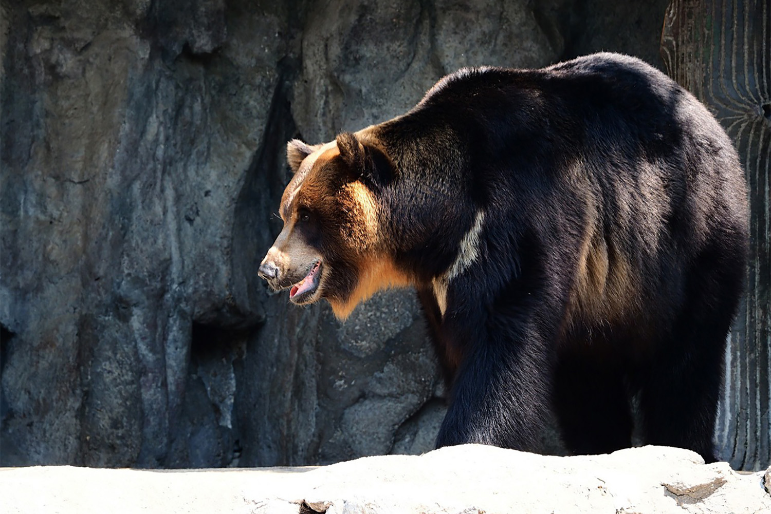 L’ours asiatique, ou ours à bile, est aussi en danger d’extinction. 