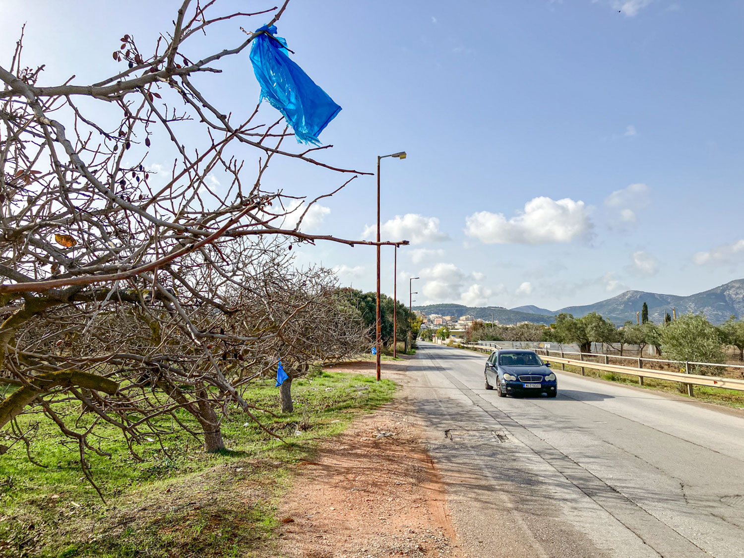 Un verger, le long de la route qui mène à Koropi © Globe Reporters