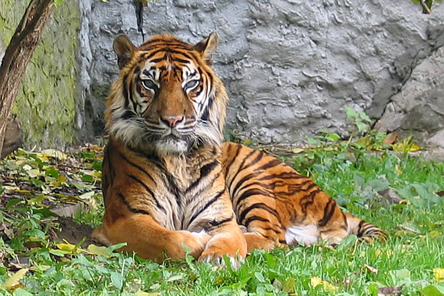 Entre 2000 et 2015, 1755 tigres auraient été tués en Asie. 30% de ces tigres tués étaient issus des fermes d’élevage illégales, comme il en existe au Vietnam.