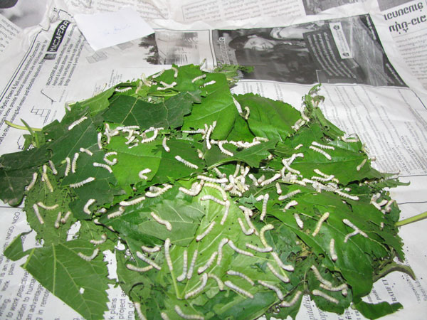Vers à soie dévorant des feuilles de mûrier.