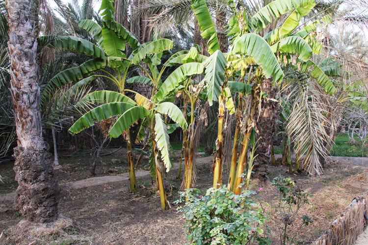 Beaucoup d’arbres fruitiers dont des bananiers.