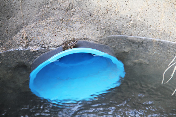 Dans les regards, parfois il n’y a pas que de l’eau. La présence de cette grenouille qui prend le regard pour une piscine indique que la qualité de l’eau est bonne.
