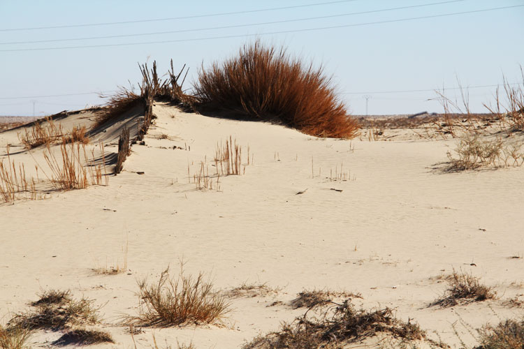 Après plusieurs années, les tabia sont recouvertes par le sable. Point besoin de les reconstruire. C’est un signe que la dune est stable.