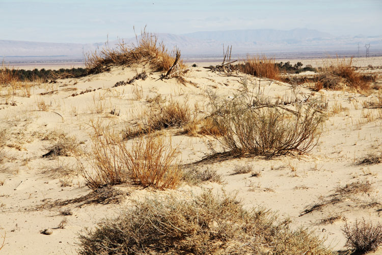 Quand la végétation pousse sur la dune, c’est bon signe. La dune est alors stabilisée et c’est elle qui va maintenant protéger la palmeraie.