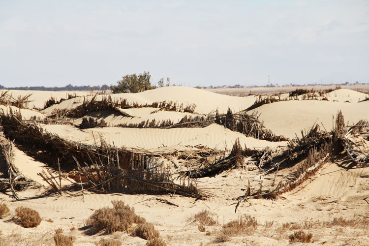 Les résultats sont bons. Les dunes se forment puis se stabilisent et protègent la route.