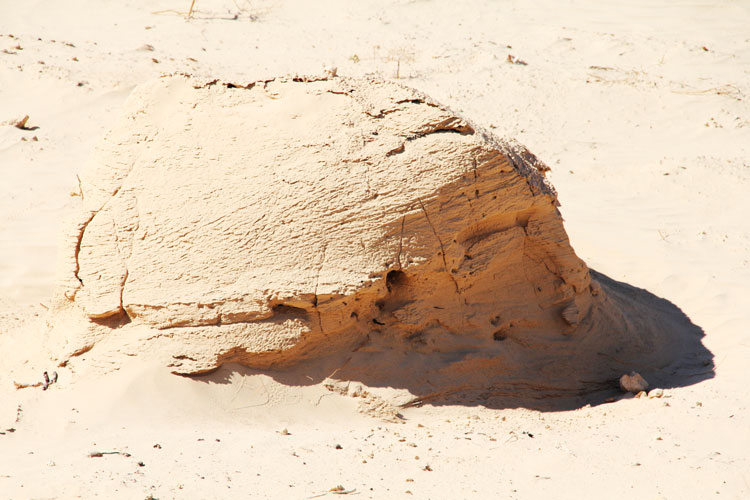 Une dune fossile découverte puisque le sable ne s’entasse plus à cet endroit.