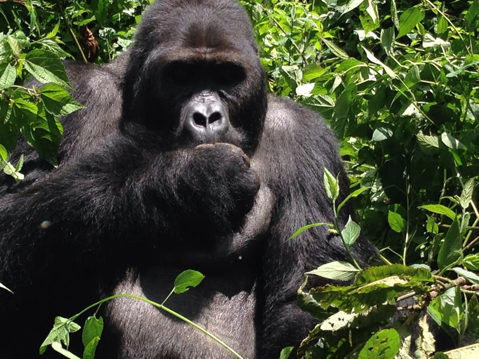 Gorille du Parc National Kahuzi-Biéga © Globe Reporters 2014