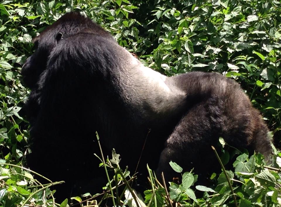 Gorille du Parc National Kahuzi-Biéga © Globe Reporters 2014