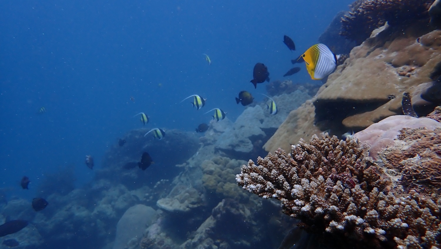 Une bouture de corail (Acropora) qui se développe sur un support métallique dans le village de Sarodrano (au sud de Toliara) © Gildas/IH.SM